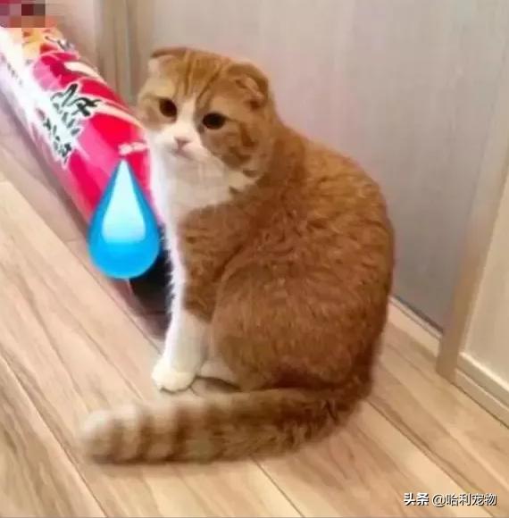 猫为何是液体,猫咪为什么要给猪染色