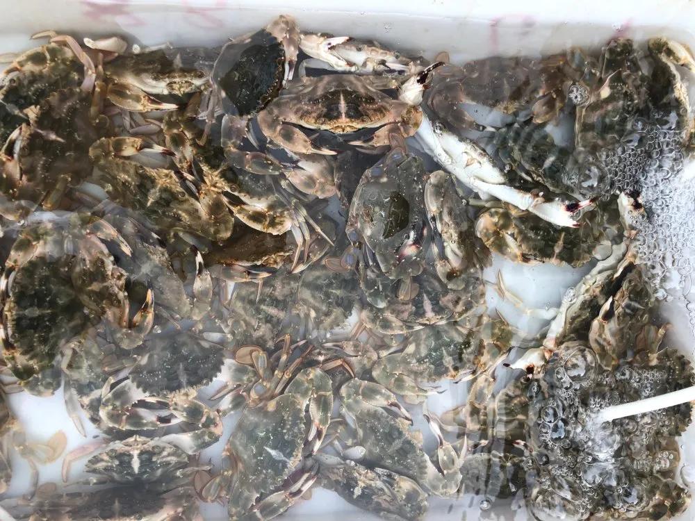 二月份威海海鲜价格,威海海鲜价格实时查询系统