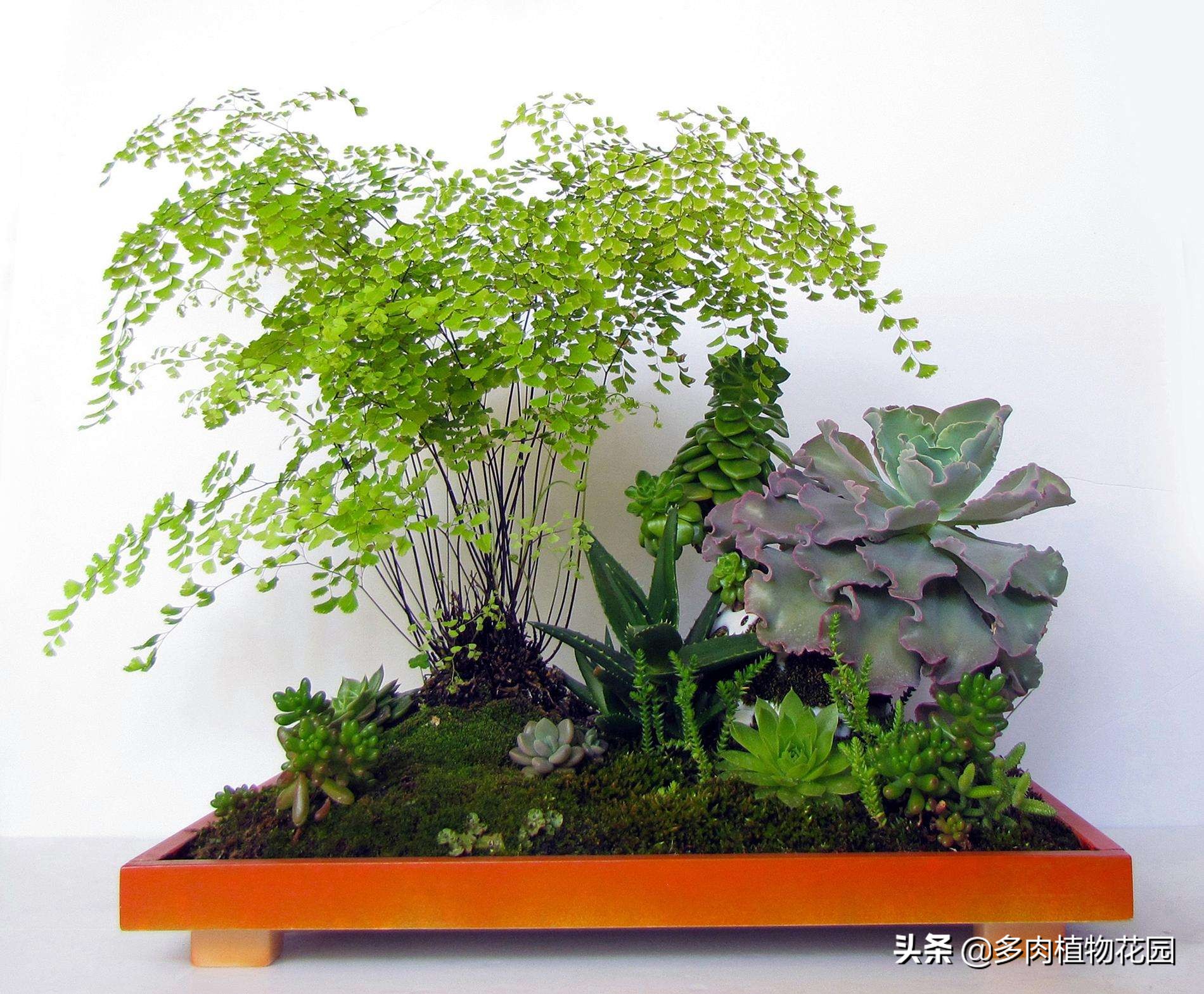 铁线蕨怎么养得翠绿,铁线蕨不翠绿