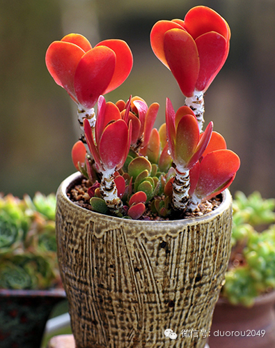 适合云南养的多肉,云南露养最好养活的多肉