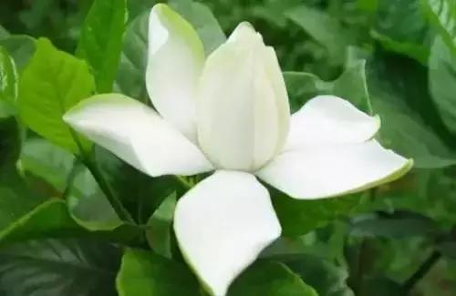 中国各市的市花,全国56个城市市花一览