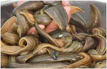 特色种植养殖致富,亩产3000公斤农民致富的新品种