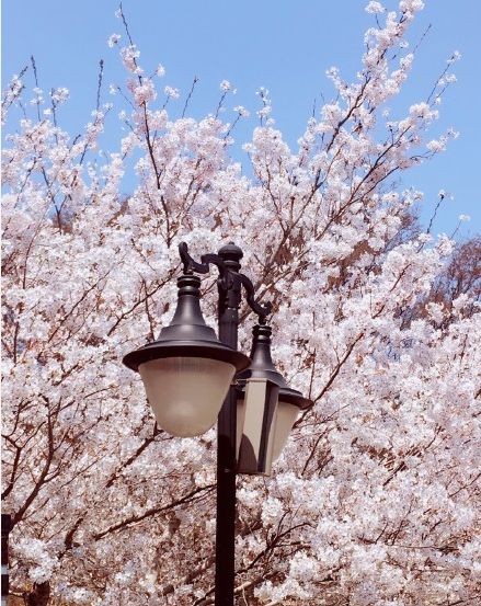 几月赏樱花最好,最美赏樱攻略大全