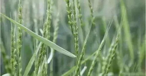 节节麦雀麦野燕麦除草剂,节节麦和雀麦如何一起防治