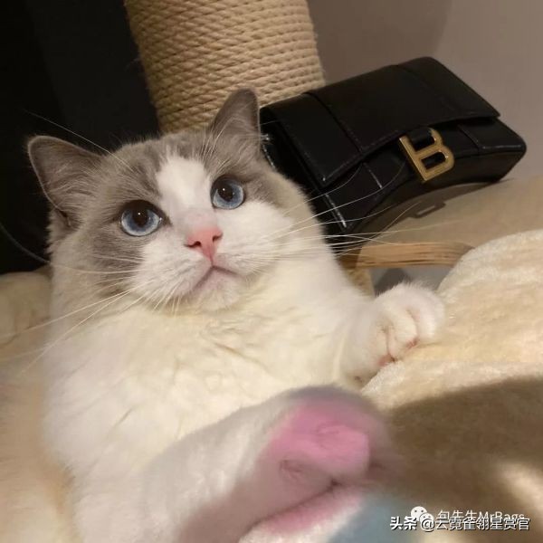 好看又大的宠物包,超好看的宠物包