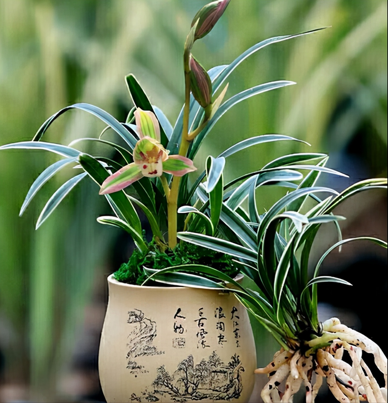 浓香型四季兰四季都能四季开花吗,四季兰里的直立叶带金边