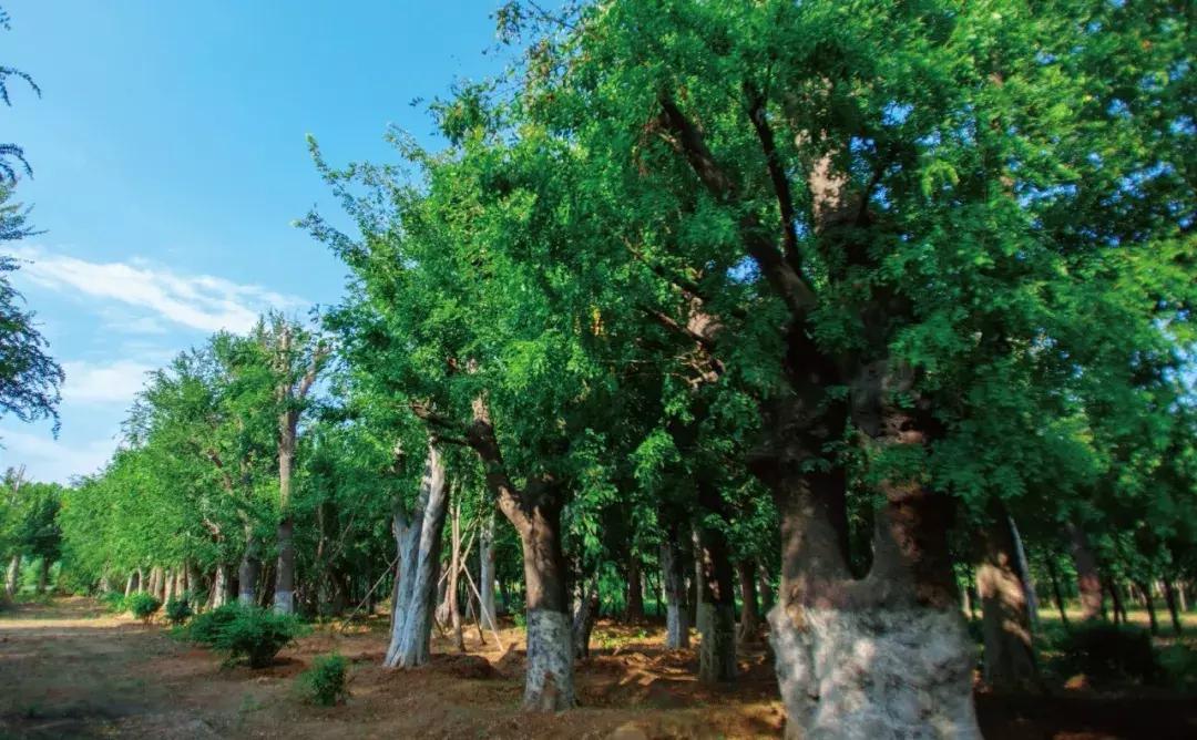 开封市永威一楼带院,永威一套房
