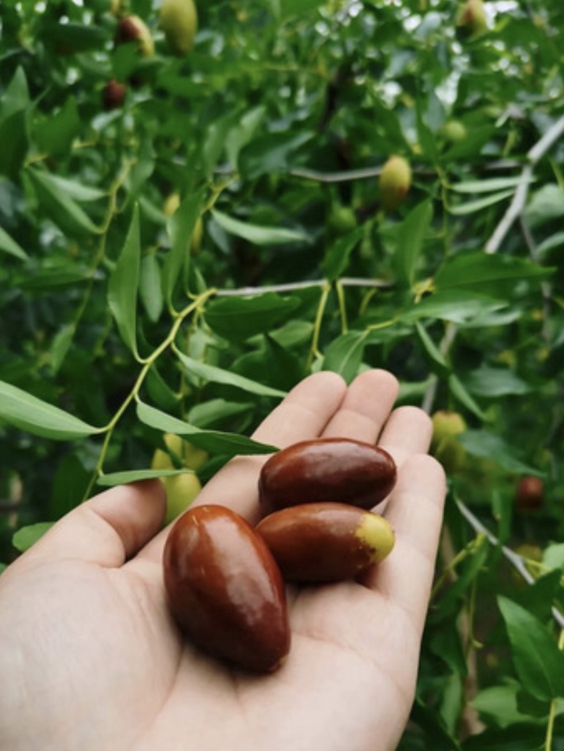 今年多雨水，枣子珍贵的很~京城这几家枣园留住了秋日的甜蜜