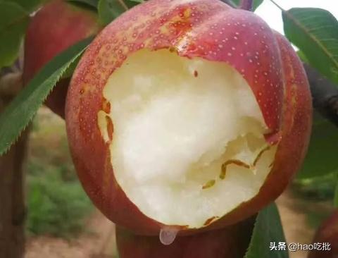 这个夏天绝不能错过的高营养水果,夏季最不容错过的4种水果