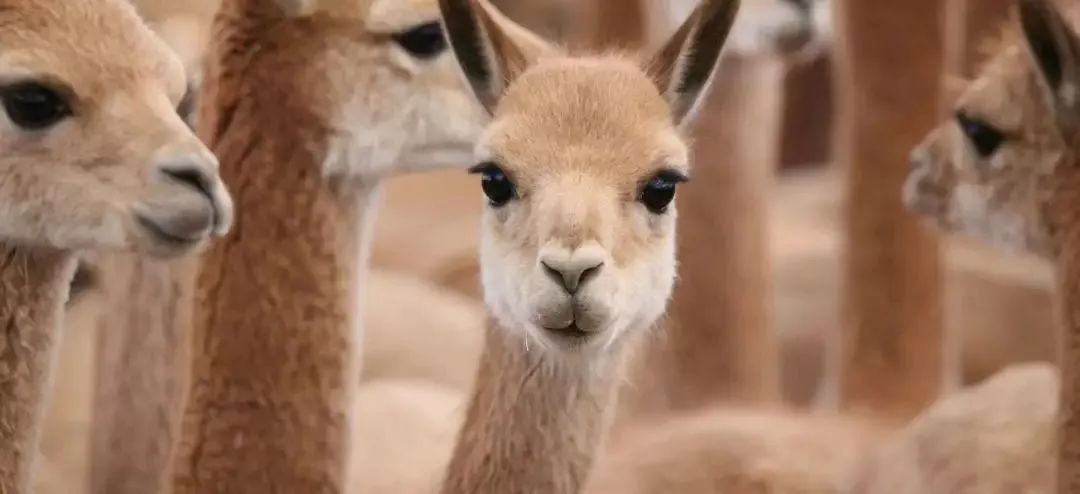 为什么大衣给人感觉很高级,为什么一件大衣能决定整体质感