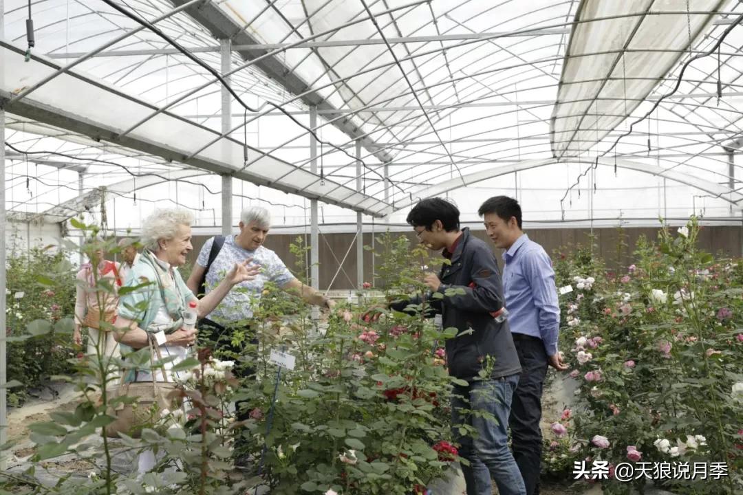 天狼月季起源,天狼月季是做什么的