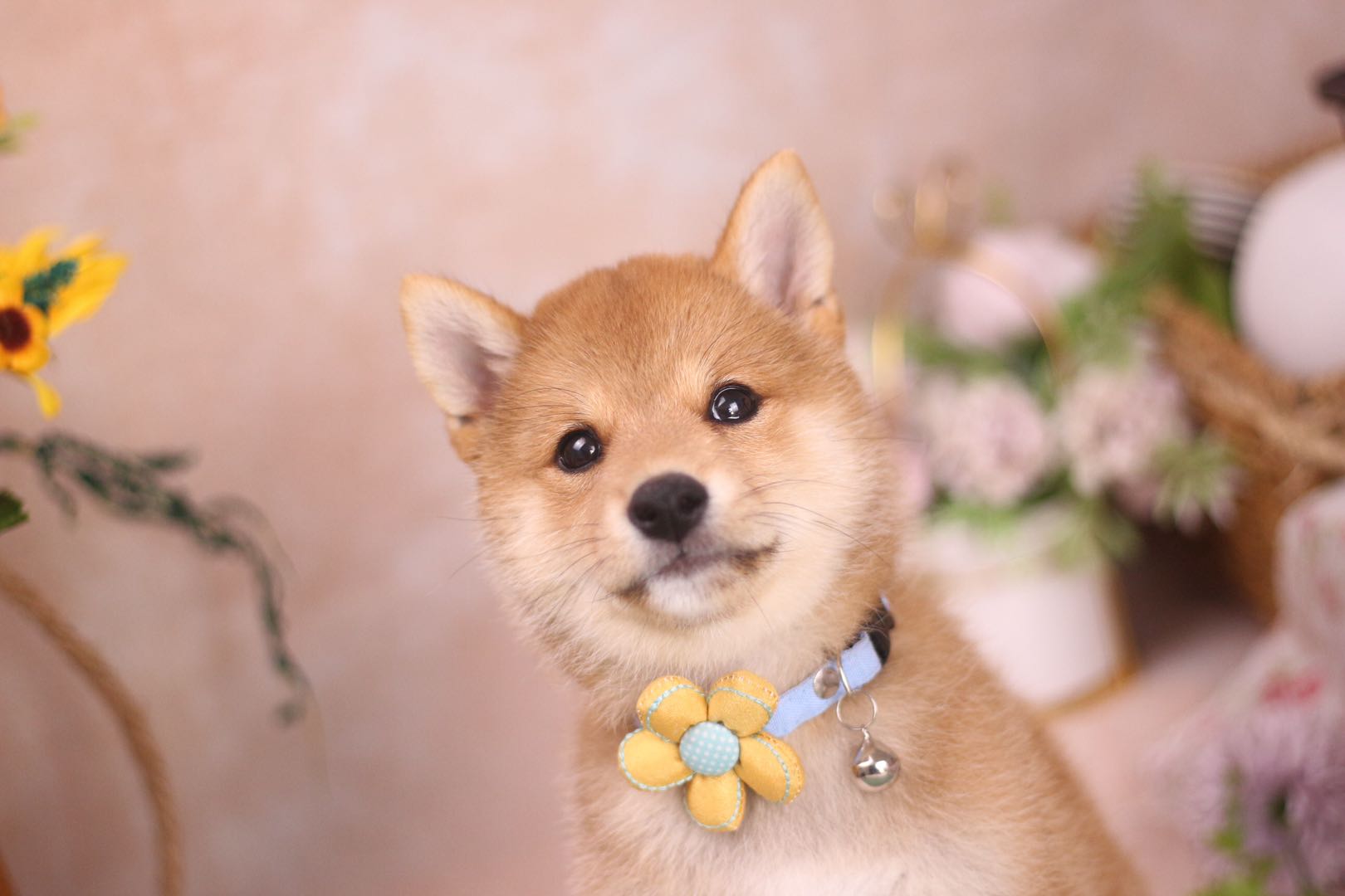 黑心犬舍怎么识别,怎样挑选一家良心犬舍