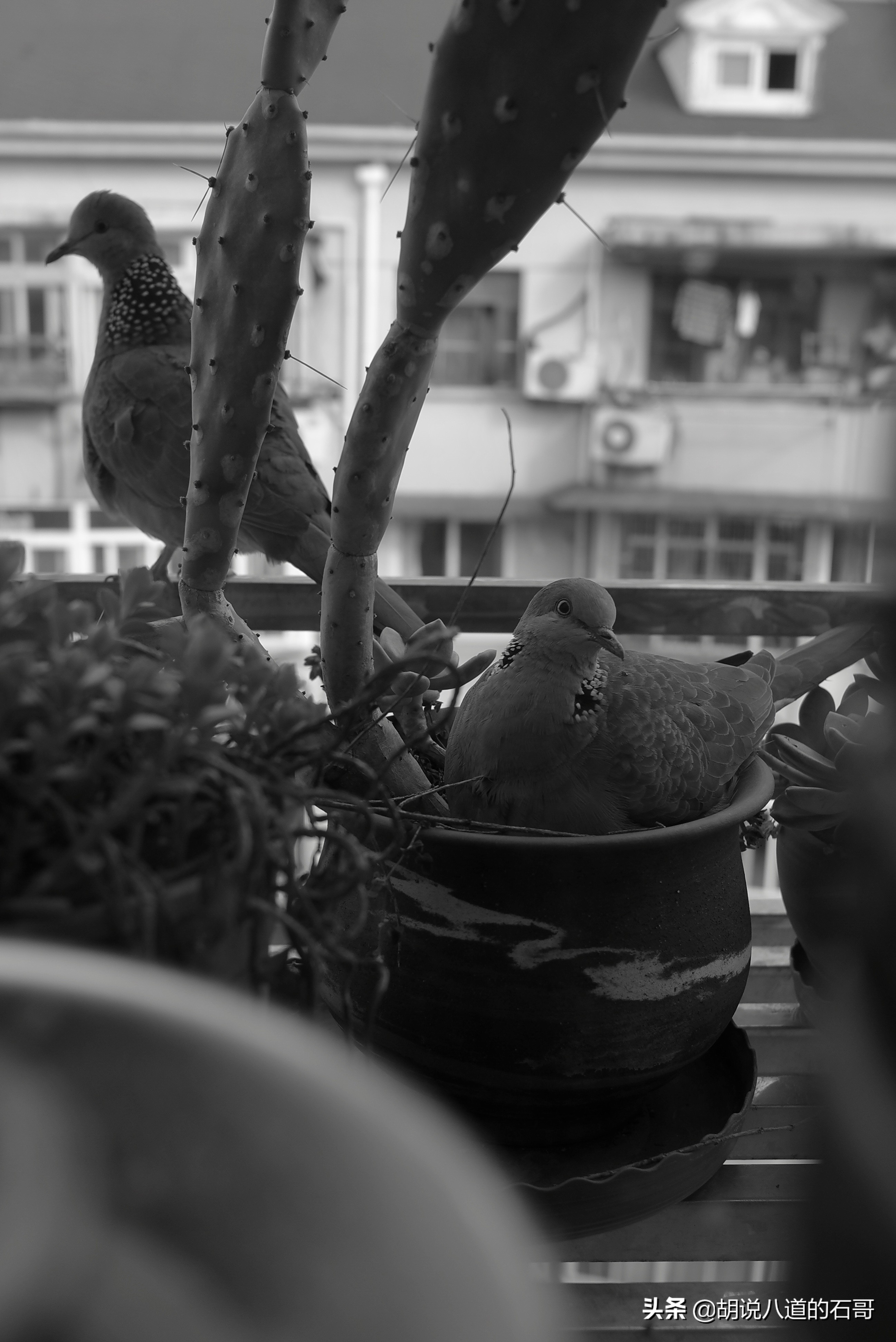 我家花盆飞来一对爱情鸟，花式秀恩爱，当我是空气？