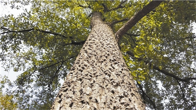 树木传奇椰子,树木传奇海南紫荆