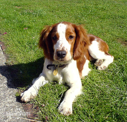 小型犬品种大全及图片柯基犬,不掉毛无体味性格温顺的小型犬