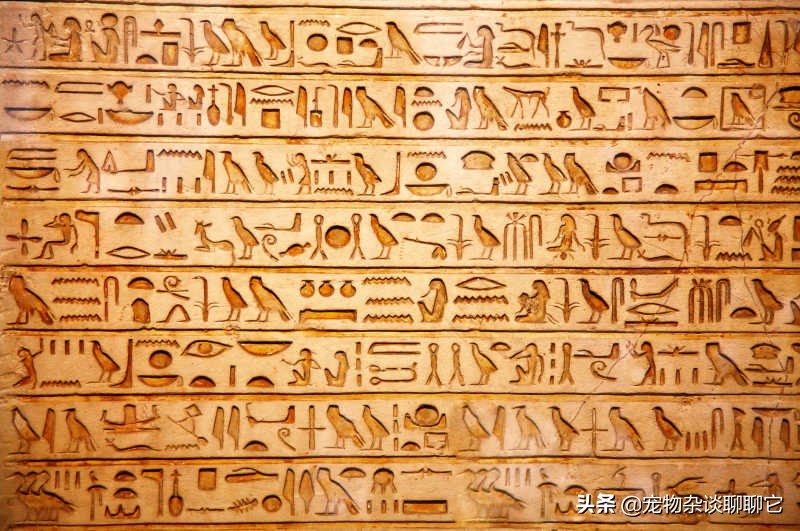 螳螂虽然美丽但性情却非常凶狠,螳螂是怎么成为最强食肉昆虫的