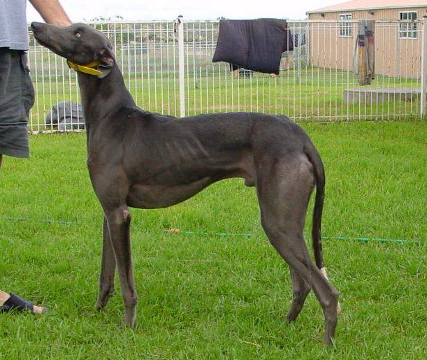 10种非常厉害的狗,最受欢迎的六种大型犬