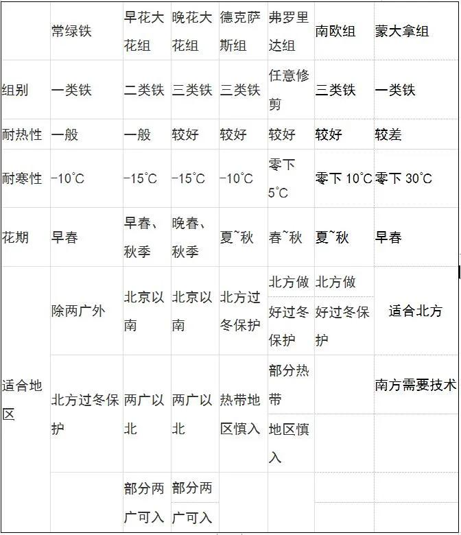藤本植物皇后铁线莲,藤本皇后铁线莲品种