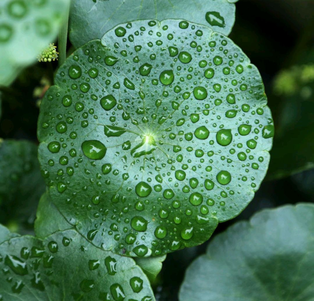 绿萝都养不活还能养什么花,好养活的懒人花绿萝