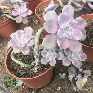 紫乐把叶子全部摘掉会爆头吗,紫乐砍头枝干还会爆头吗