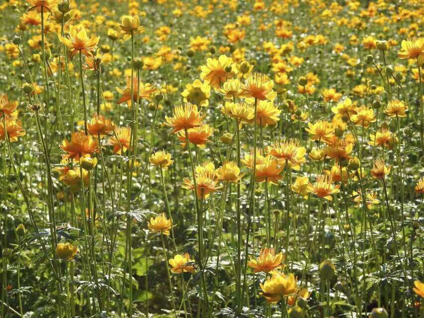 江苏金莲花,十大金莲花