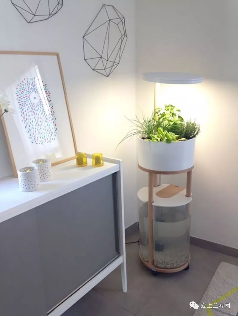 鱼缸五十种鱼,家庭鱼缸养什么鱼更容易存活