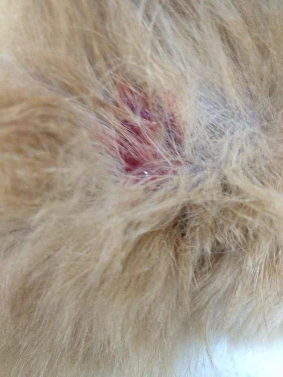 猫癣经历,猫癣的形成原因与治疗方法