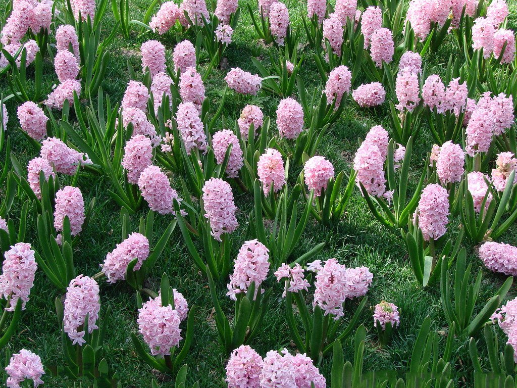 在花卉世界里，我最喜欢的20种美丽的花，花香花美