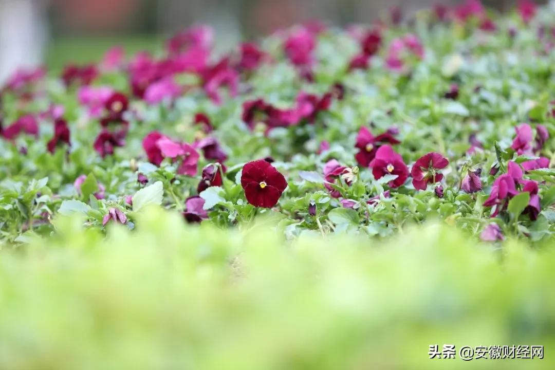 花都开好了现场完整版,花都开好了合唱合拍