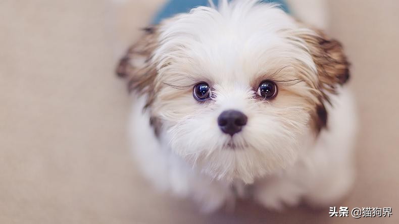 狗狗用了驱虫药偶尔还是挠痒,狗狗老是挠痒把毛都挠掉了