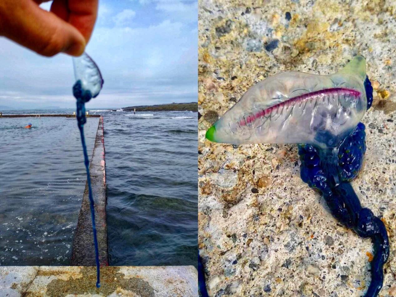 被棕色小点的水母蛰了该怎么办,被水母蛰了用什么药最好