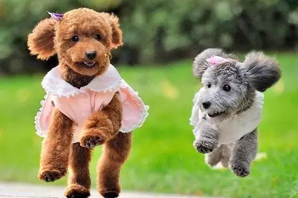 泰迪的饲养方法及注意事项,泰迪饲养的6个小方法