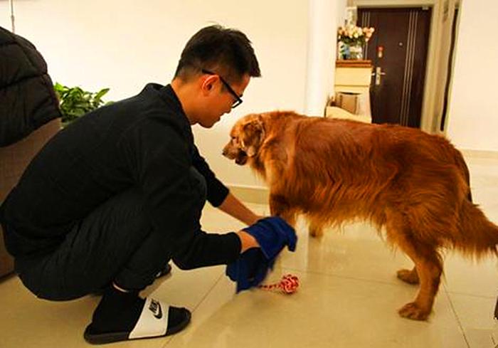 特殊时期如何做好宠物清洁工作?这两点最重要,但仍需注意安全