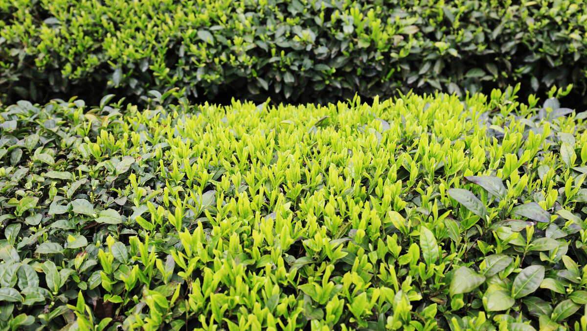 在谷雨诗词中留住最后一抹春色,唯美谷雨古诗词