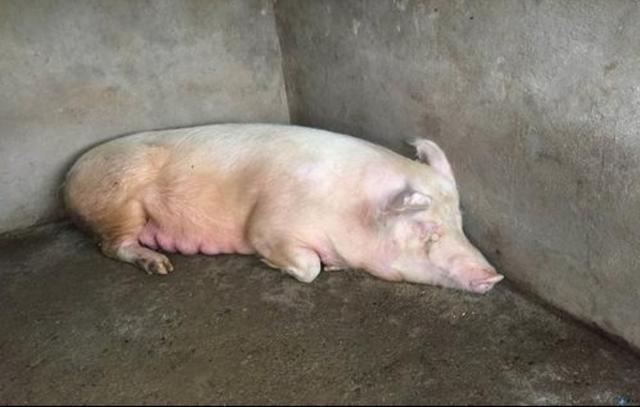 母猪产后瘫痪一般几天可以痊愈,后备母猪瘫痪怎么治疗