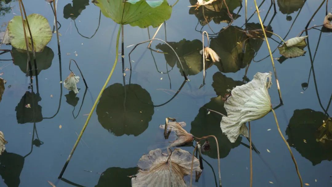 上海启庐太湖启园,太湖启园门票最新消息