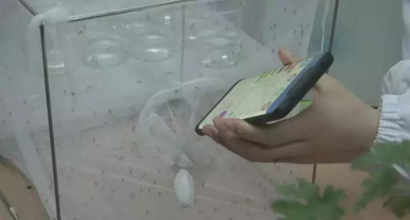 网红驱蚊产品真的有用吗,最有效的驱蚊产品排行榜