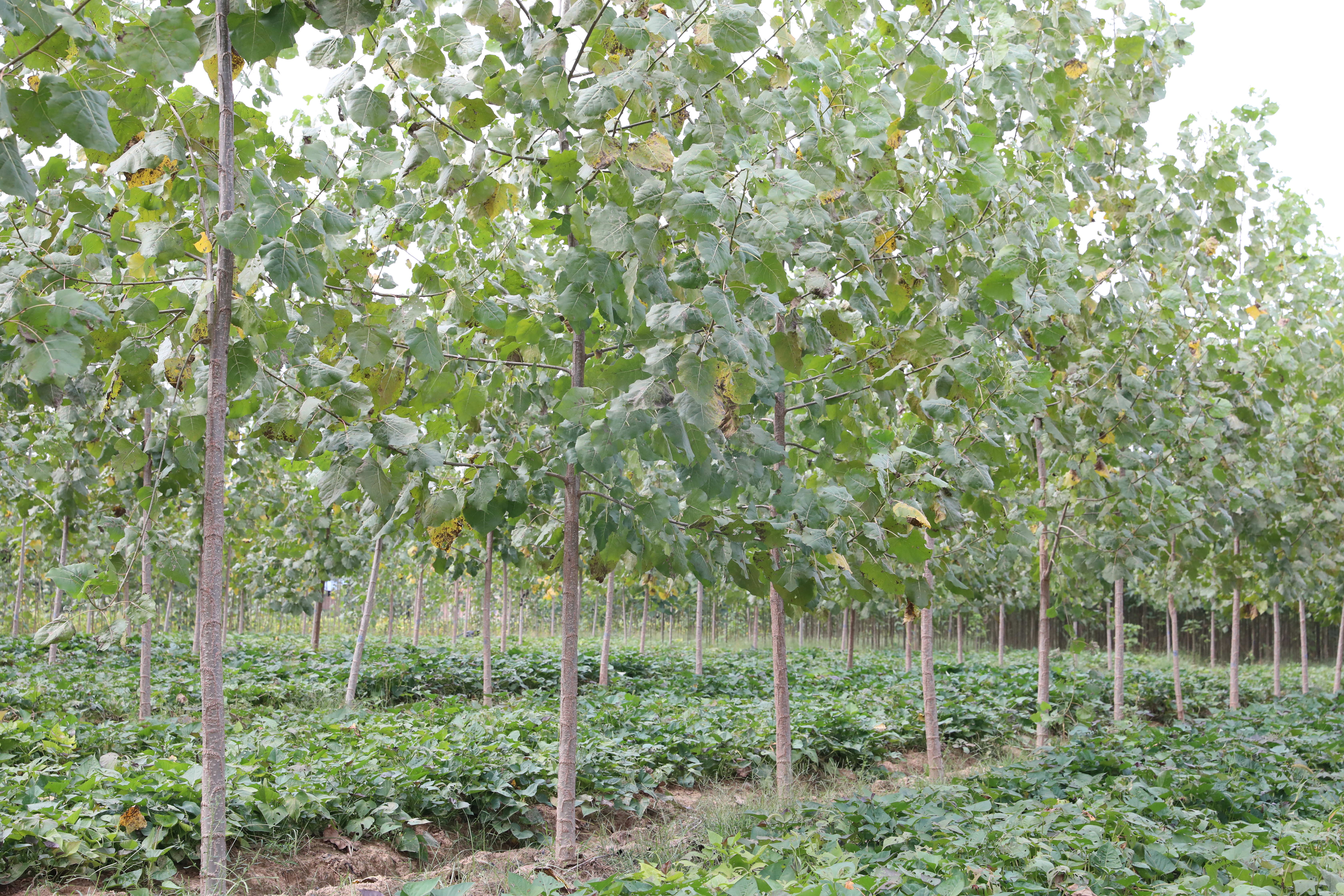 筑牢生态屏障,筑牢生态屏障守护美好家园