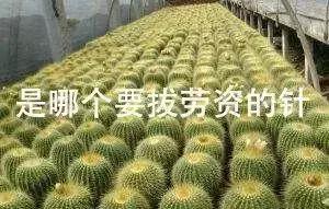 幼儿园手工作业逼疯家长,幼儿园手工作业难倒家长系列