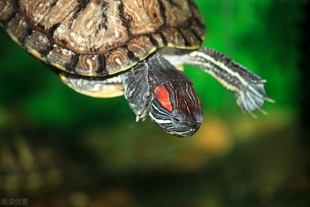 叮！您有一份国庆出游龟龟安置指南！请查收