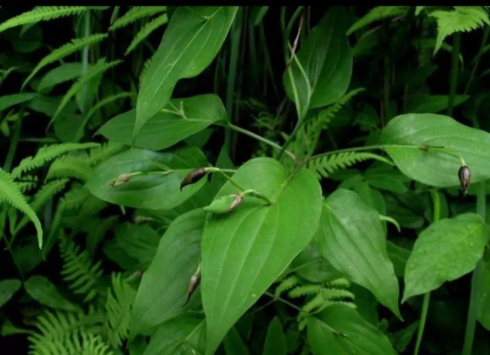 中药古今研究续断,中药古今研究青黛