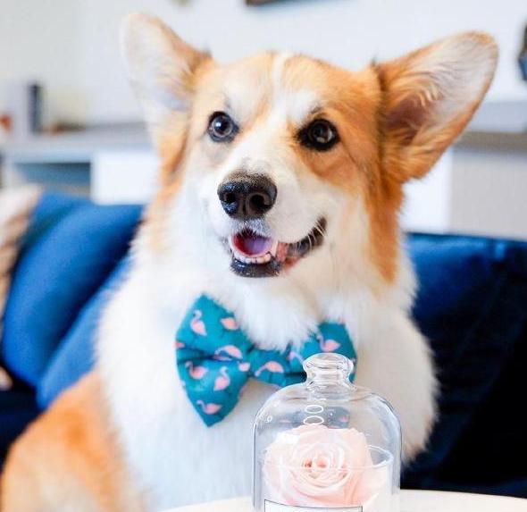 柯基吃什么狗粮比较营养,柯基吃什么狗粮最好最有营养