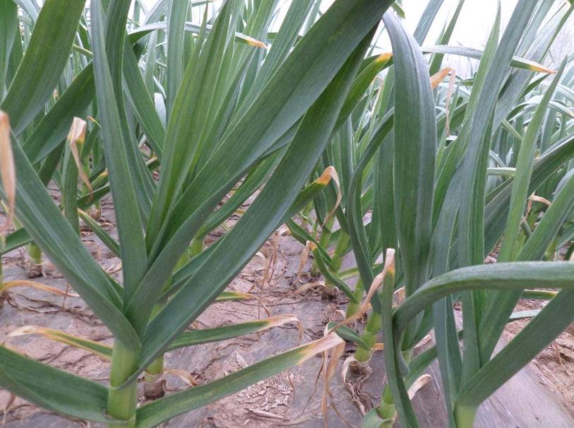 用什么菌剂修复土壤,改良土壤最佳办法用菌改良