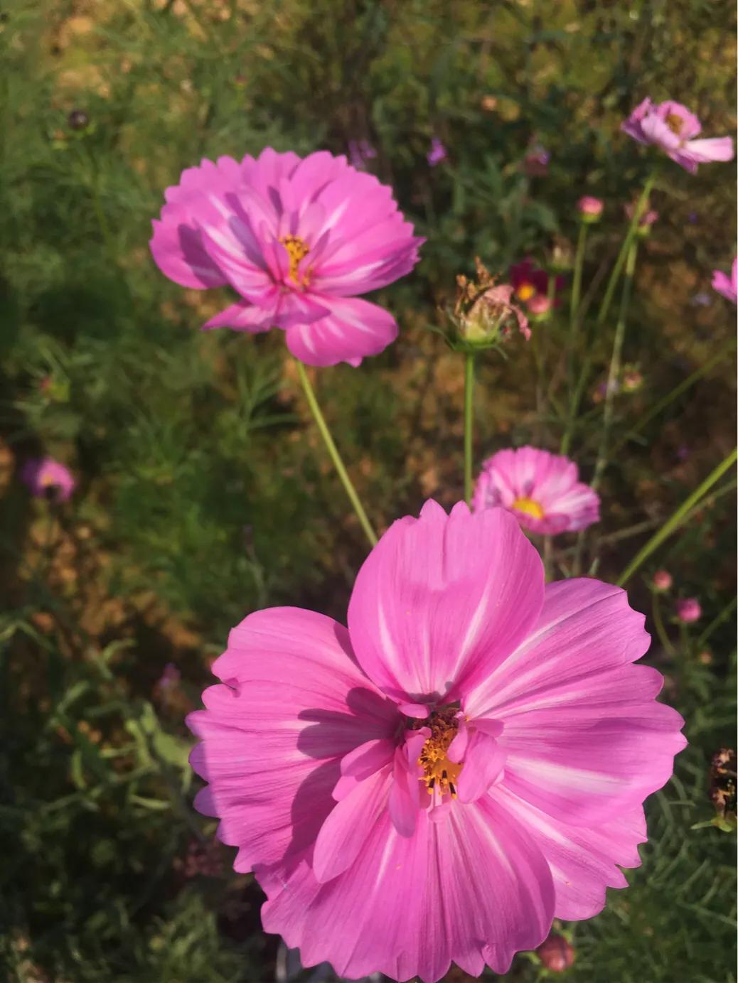 洋沙湖二日游必去景点,洋沙湖旅游在哪里
