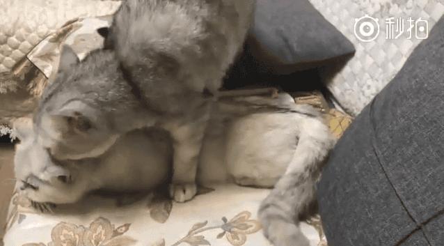 猫在啪啪啪的时候,也有快感吗?