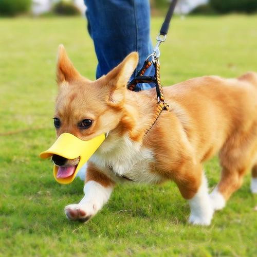 狗狗乱捡地上东西需要制止么,如何训练狗狗乱捡地上的东西吃