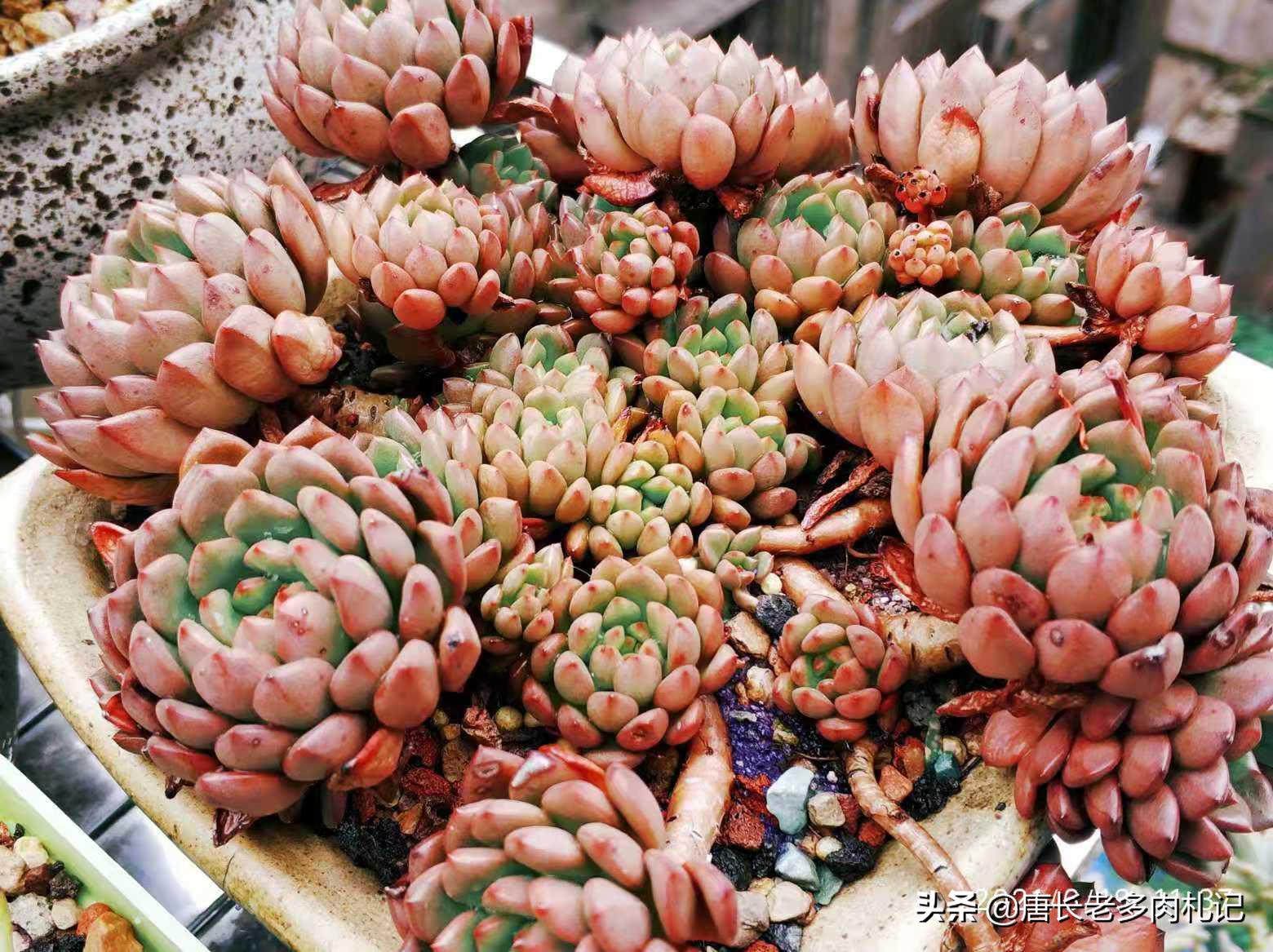 多肉红宝石夏天怎么养,红宝石多肉晒伤怎么挽救