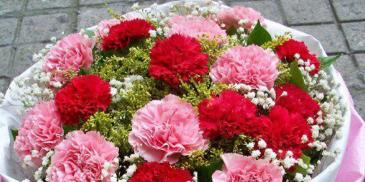 母亲节为什么要送康乃馨,母亲节33朵康乃馨什么寓意