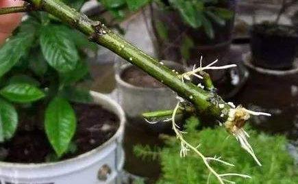 家中常备的4种药,阿司匹林对扦插花卉生根有作用吗