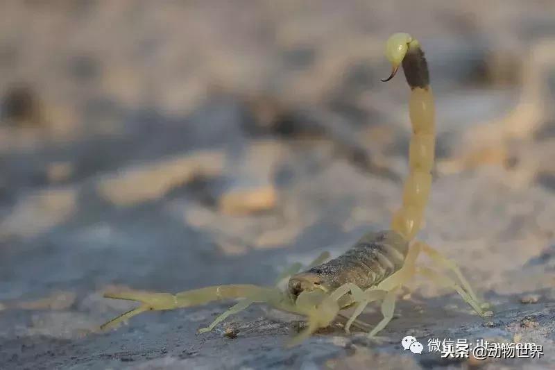 蝎子的全名叫什么,蝎子百科全书